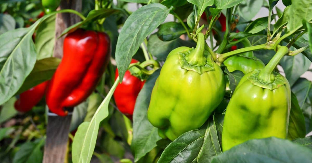 How long does it take to grow a pepper
