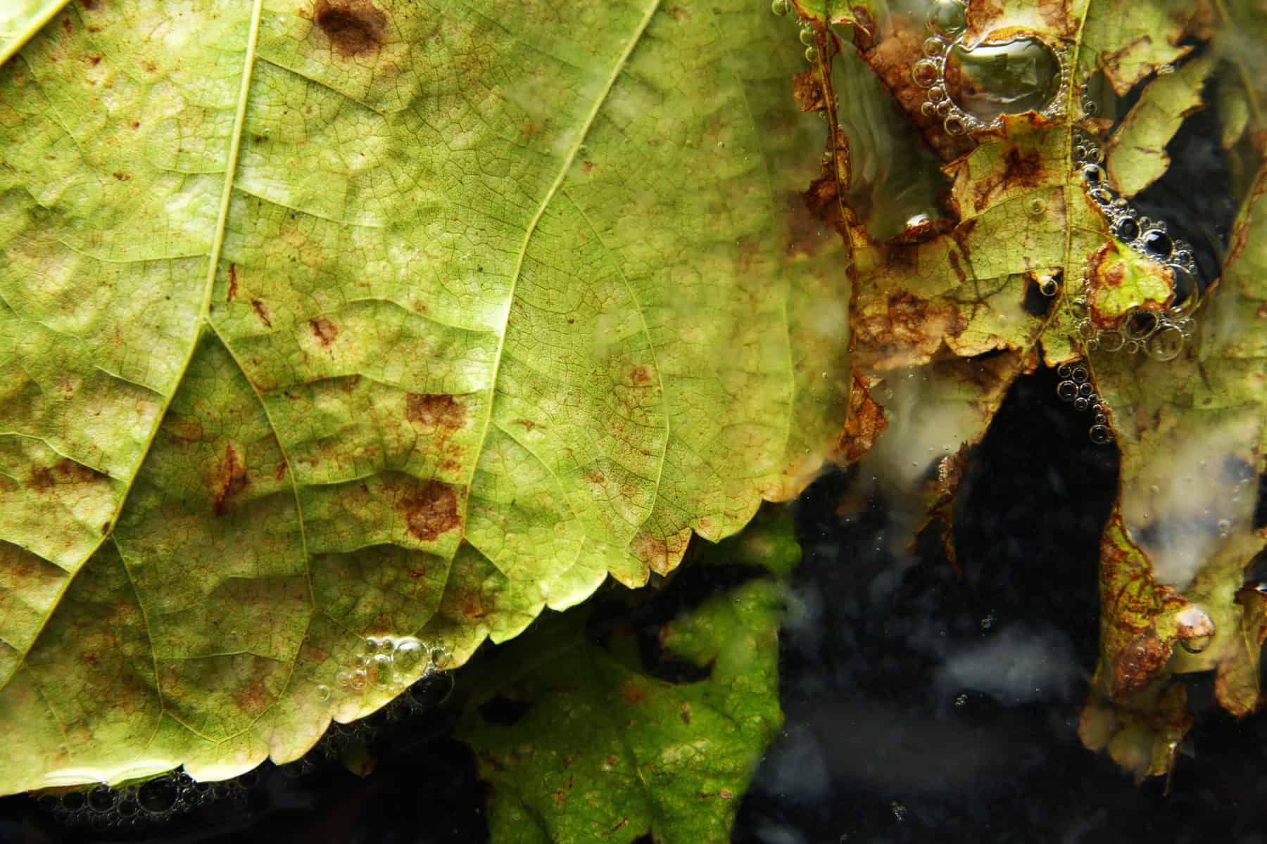 Does Dish Soap Kill Plants Risks Of Soapy Water