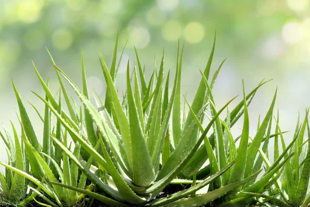 is aloe a cactus