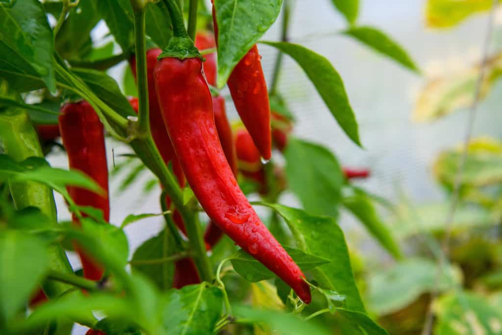 how to make peppers grow faster