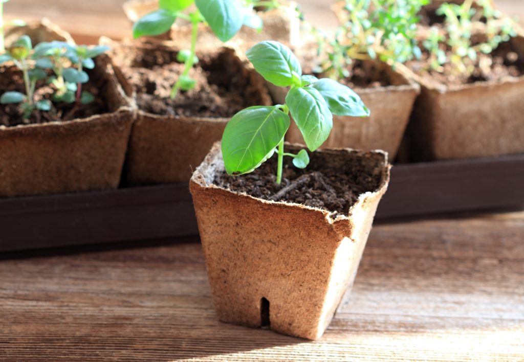 how long do biodegradable pots last