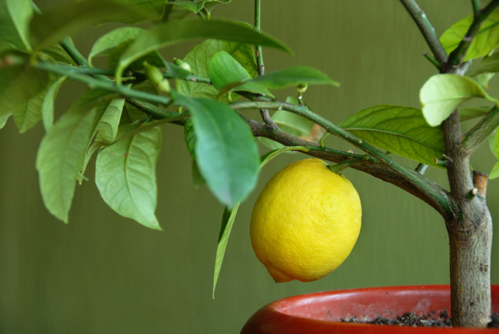 what size pot for lemon tree