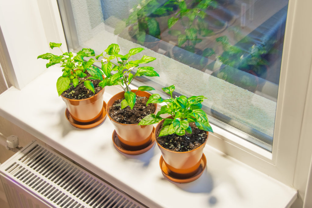 growing chilli plants indoors