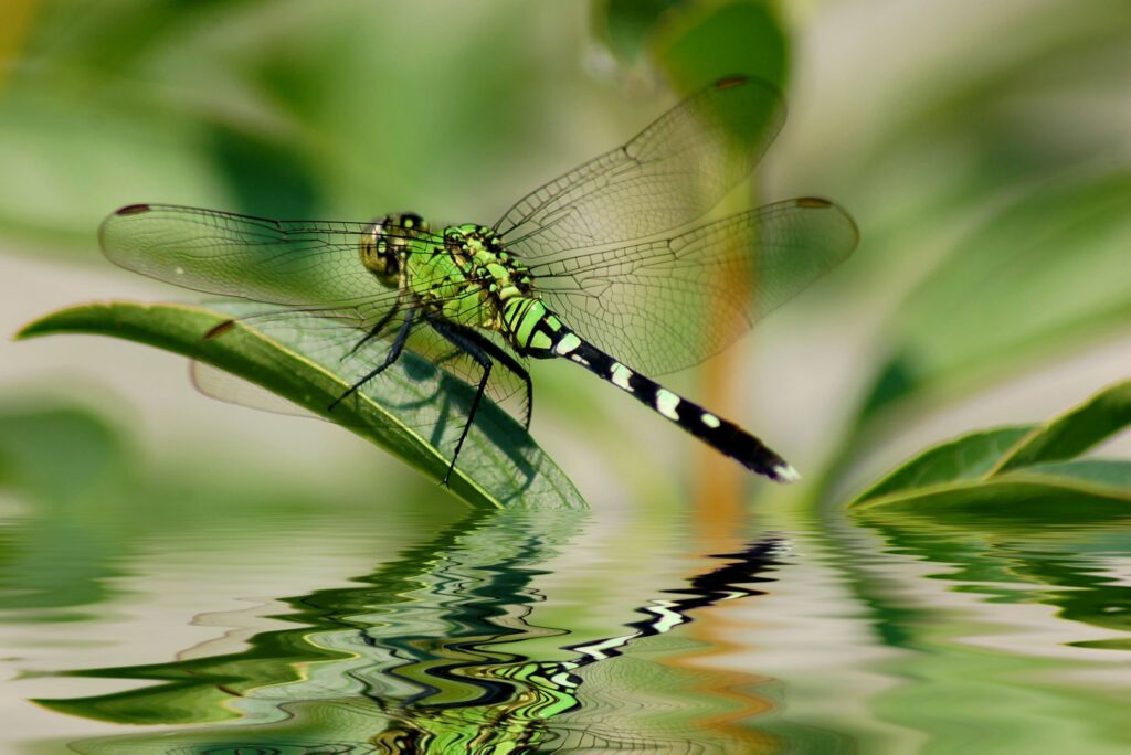 are dragonflies pollinators