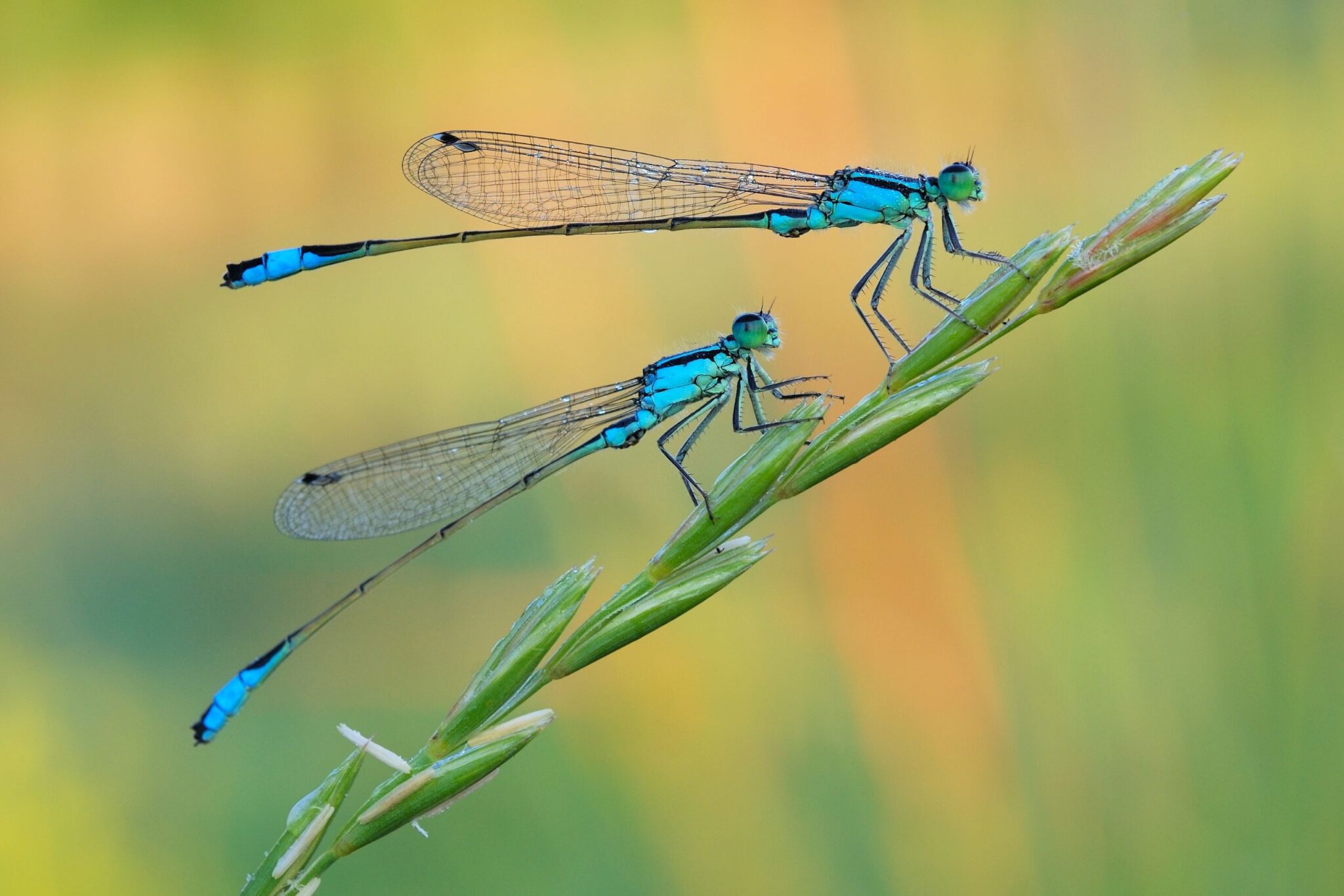 Are Dragonflies Pollinators: 4 Awesome Advantages Uncovered