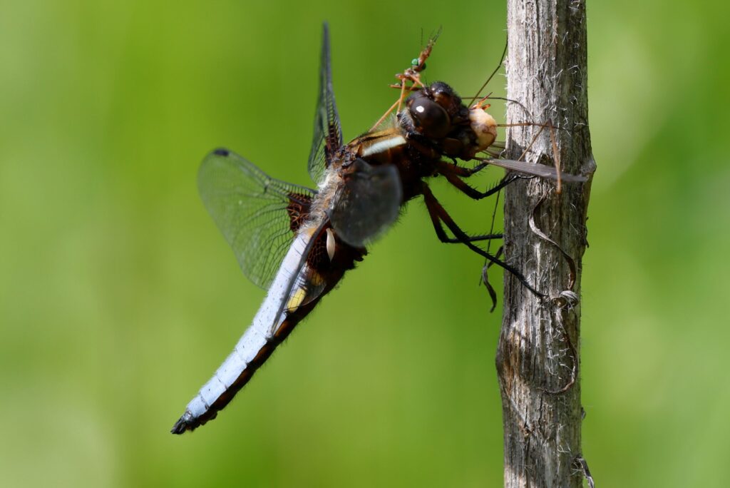 dragonfly eats a mosquito